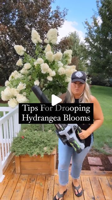 Skye Hamilton • Home & Garden • Hydrangea Queen on Instagram: "Water logged droopy blooms are such a bummer, but it’s usually inevitable at least once a summer. Correct pruning can help mitigate the effects, but some drooping is inevitable. Here are a couple things I do to help them pop back up.  * Shake out the blooms from top to bottom trying to get the extra water out.  * You can use a bloom to gently release the water as well. This keeps you from getting as wet.  * Use a leaf blower on the low setting push the blooms upwards to dry them out. Once the excess water is removed they should start to lift a bit as they dry.  * You can use ring supports and staking to help them dry upright Check out my hydrangea care highlight for my pruning tutorials to keep the branches strong. #hydrangeaqu Hydrangeas Backyard, Hydrangea Support, Rooting Hydrangeas In Water, Hydrangea Support Ideas, How To Transplant Hydrangeas, How To Keep Hydrangeas From Drooping, How To Start Hydrangeas From Clippings, How To Turn Hydrangeas Blue, Hydrangea Season