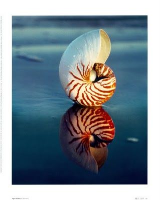 froulala: WOW Inspiration:The Chambered Nautilus Nautilus She’ll, Nautilus Shell Art, Shell Reference, Australia East Coast, Ocean Treasures, Ocean Floor, Nautilus Shell, She Sells Seashells, Shell Beach