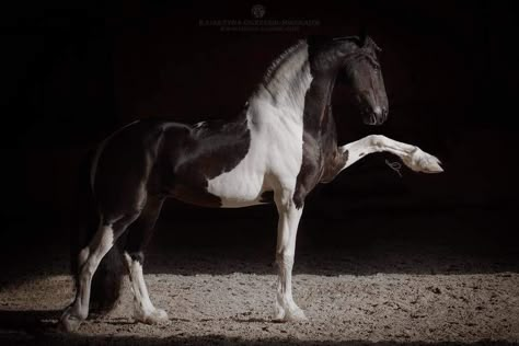 Chimera Horse, Rdr2 Horses, Baroque Horse, Kathiyawadi Horse, Black And White Horse, Horse Markings, Marwari Horses, Pony Breeds, Horse Coats