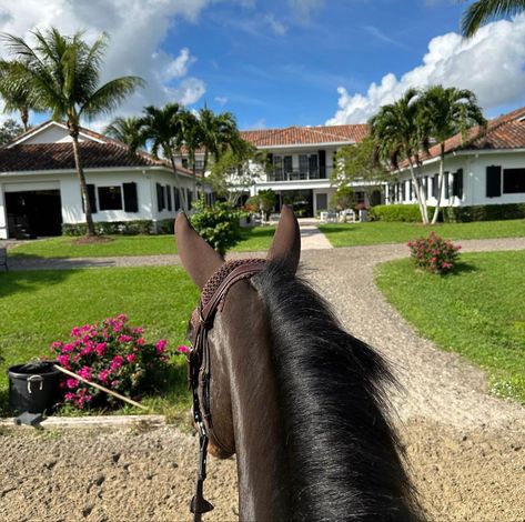 Wellington Equestrian Aesthetic, Wellington Aesthetic, Wellington Equestrian, Palm Beach Lifestyle, Luxury Vibes, Hunter Horse, Horsey Life, Equestrian Aesthetic, Equestrian Center