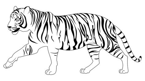 tiger drawing,rat drawing,king drawing,tiger sketch,simple,silhouette,nature,animal,outline,wildcat,wildlife,tattoo,carnivore,vintage,cat,line,abstract,emblem,in,mammal,africa,illustration,safari,with,black,graphic,white,wild,feline,vector,power,zoo,walk,walking,minimalism,striped,predator,design,style,isolated,sign,tiger,danger,art Tiger Cartoon Drawing, Easy Tiger Drawing, Rat Drawing, Tiger Sketch, Wildlife Tattoo, Tiger Walking, King Drawing, Tiger Vector, Animal Outline