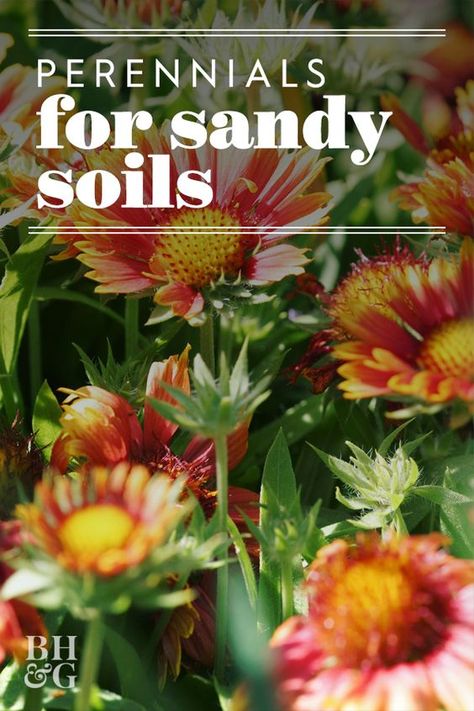 Sandy soil is high in sand content and doesn't hold nutrients or water well. It's also more lightweight and fine than other types of soil. If you have sandy soil, you don't need to be limited to desert plants alone. #gardening #gardenideas #perennialtips #perennialflowers #perennialgarden #bhg Flowers That Like Sandy Soil, Landscape Ideas For Sandy Soil, Sand Flower Bed, Sandy Soil Plants Perennials, Beach Gardens Ideas, How To Amend Sandy Soil, Sandy Garden Ideas, Perennials For Sandy Soil, Sandy Yard Landscaping