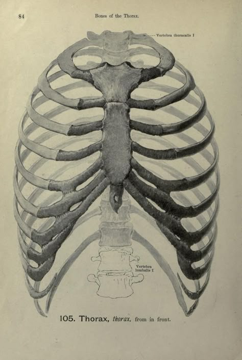 Hand-atlas of human anatomy by Spalteholz, Werner, 1861 Rib Cage Drawing, Human Ribs, Anatomy Book, Human Skeleton Anatomy, Medical Drawings, Skeleton Anatomy, Anatomy Tutorial, Human Figure Drawing, Human Anatomy Art