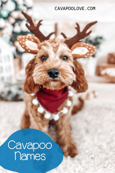 Cavapoo dog with reindeer antlers on it's head Cavapoo Names, Tri Color Cavapoo, Cavapoo Breeders, Cavapoo Tricolor, Brown And White Cavapoo, Cavapoo Dark Brown, Crockett Doodles, Cavapoo Dogs, Cavapoo Puppies