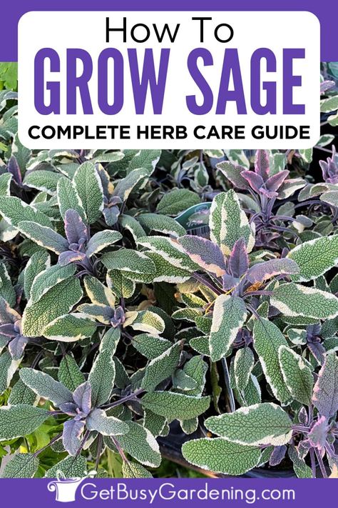 This complete herb care guide will teach you how to grow sage no matter what your skill level is. Discover everything you need to know, including the right sun, water, soil, fertilizer, pruning, harvesting, and more to successfully grow sage at home in your herb garden. This plant care guide covers where to grow sage plants and when to plant sage plus how to care for sage indoors or outdoors in your garden or growing sage in pots or containers. How To Grow Sage, Grow Sage, Sage Plants, Types Of Sage, Soil Fertilizer, Growing Sage, Organic Fungicide, Growing Ginger, Plant Care Guide