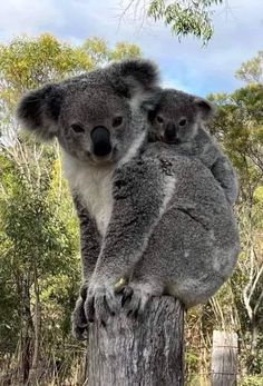 Photos Of Animals, Cute Koala Bear, Koala Bears, Baby Koala, Wildlife Photographer, Cute Animals Images, Pet Life, Cute Wild Animals, Cat Aesthetic