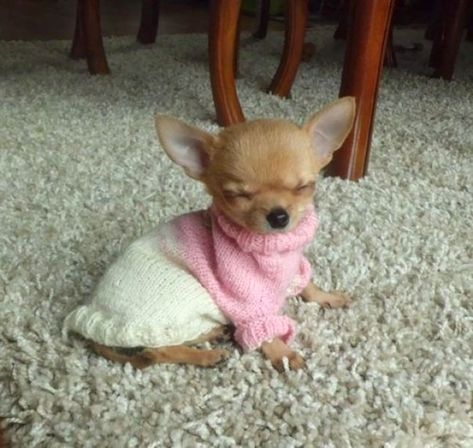 This Sleepy Little Princess Psy Chihuahua, Baby Chihuahua, Clean Memes, Teacup Chihuahua, Cute Chihuahua, Funny Dog Pictures, Chihuahua Dog, Chihuahua Puppies, Memes Humor