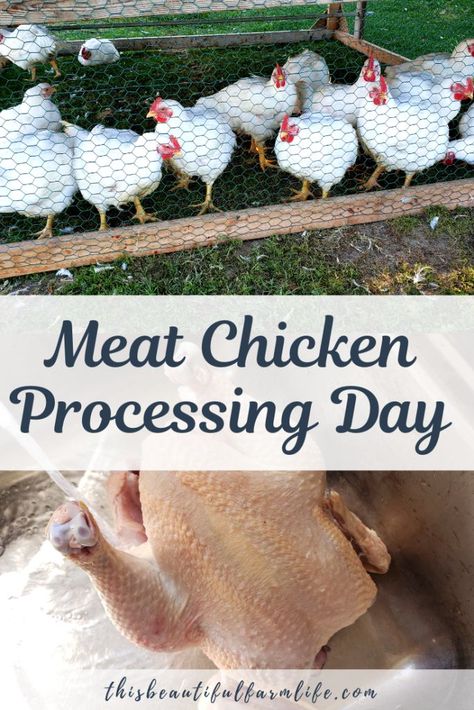 Raising Meat Chickens, Chicken Processing, Homestead Skills, Chicken Plucker, Live Chicken, Meat Birds, Broiler Chicken, Backyard Chicken Farming, Raising Backyard Chickens