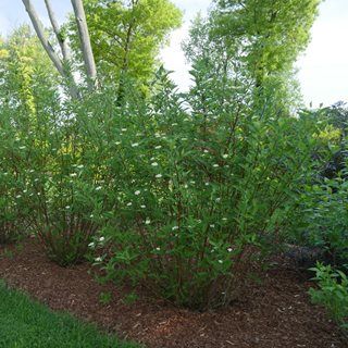 How to Grow Red Twig Dogwood Shrubs | Garden Design Cornus Stolonifera, Foundation Planting Ideas, Front Cottage Garden, Zone 7 Plants, Privacy Shrubs, Dogwood Shrub, Red Osier Dogwood, 2023 Landscape, Shrub Garden