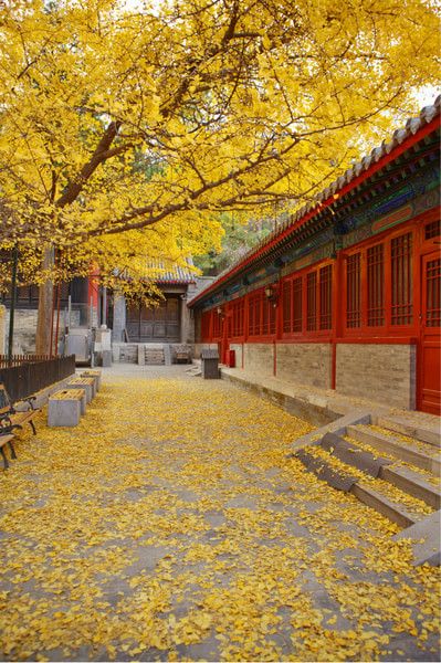 Dajue Temple is located at the foot of Yantai Hill in the western suburbs of Beijing. Yantai, Beijing, Beautiful World, Temple, China, Travel