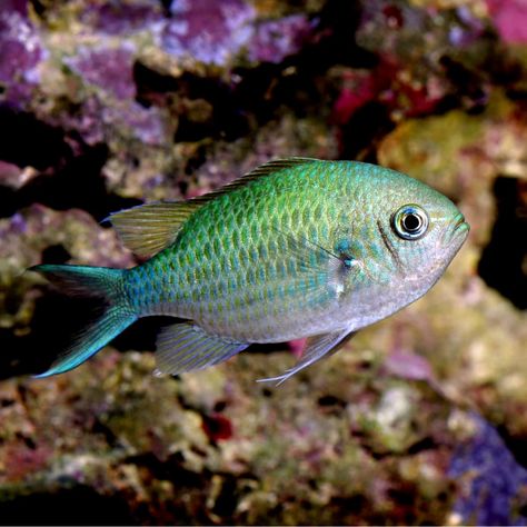 Unusual Fish, Animals Aesthetic, Dreamy Ocean, Aesthetic Vogue, Green Fish, Fishing For Beginners, Underwater Art, Saltwater Tank, Green Chrome