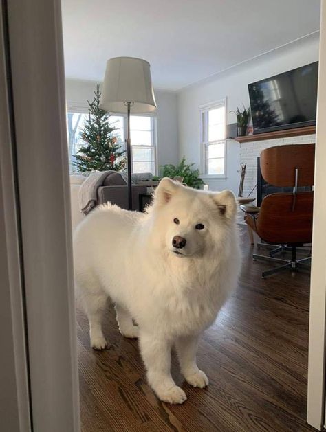 Beautiful dog Samoyed Puppy, Samoyed Dogs, Bear Dog, Pretty Animals, Irish Setter, White Dog, Fluffy Animals, Cute Dogs And Puppies