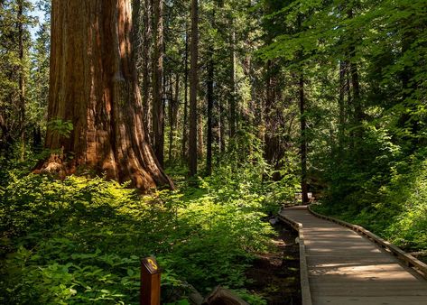 15 Best Things to Do in Angels Camp, CA Camp House Decor, Angels Camp California, Western Architecture, Giant Sequoia Trees, Camp House, Old Western, City Museum, Community Park, Smoky Mountain National Park