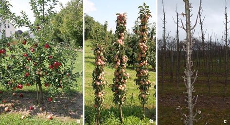 Columnar growth:  Tracing a key player in the regulation of plant architecture: the columnar growth habit of apple trees ( Malus  ×  domestica) | SpringerLink Columnar Fruit Trees, Plant Architecture, Columnar Trees, Apple Varieties, Apple Trees, Transcription, Apple Tree, Plant Growth, Perennial Plants