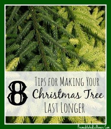 Wondering how to make a Christmas Tree last longer? Use these 8 Tips for Making Your Christmas Tree Last Longer to keep your fresh-cut tree looking good through the holidays. Crismas Tree, Christmas Tree Care, Christmas Tree Water, Fresh Cut Christmas Trees, Live Christmas Trees, How To Make Christmas Tree, Holiday Deco, Real Christmas, Real Christmas Tree