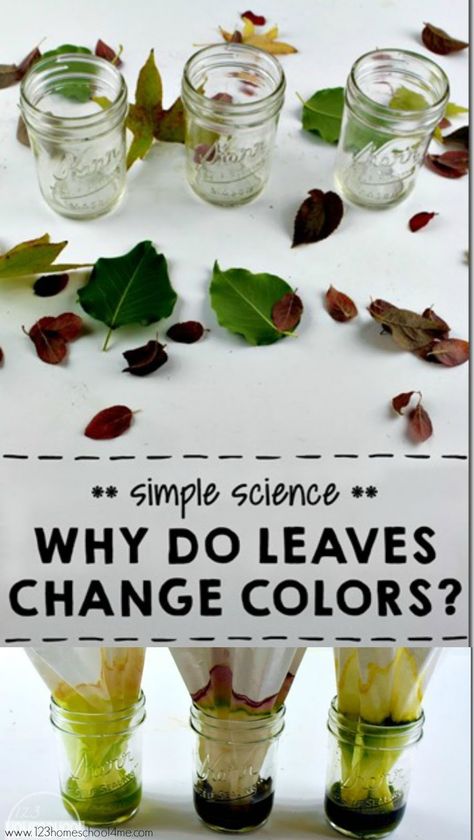 Why do Leaves Change Color - Science Experiment Why Do Leaves Change Color, Environmental Science Activities, Fall Science Activities, Color Science, Fall Science, Simple Science, Kid Experiments, Fall Preschool, Science Activities For Kids