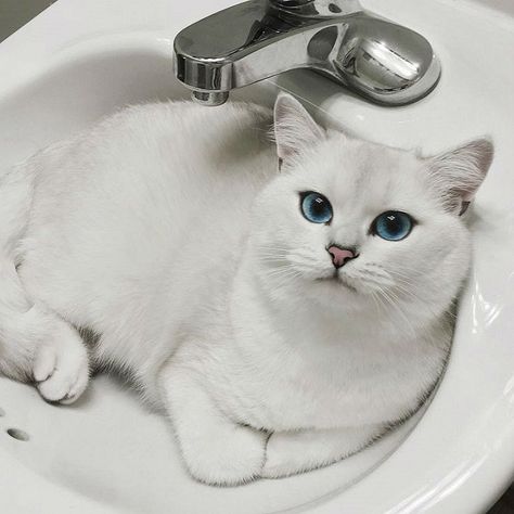 14 Superb Pictures Of The Most Magnificent British Shorthair Cats | PetPress White Cat With Blue Eyes, Cat With Blue Eyes, Cat Tattoo Designs, British Shorthair Cats, Gorgeous Cats, White Cats, Anime Cat, British Shorthair, Cat Aesthetic