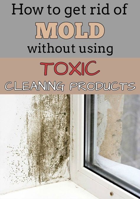 Summertime can bring unaesthetically and dangerous mold to your home, especially during humid days with tropical temperatures. Approximately 50 varieties of mold occur in our homes, so make sure to remove them quickly without using toxic cleaning agents. Mold removal solutions available on the market emit harmful substances into the atmosphere. There is a natural way to get rid of mold that is inexpensive, safe, and effective – tea tree essential oil cleanser! Homemade Toilet Cleaner, Black Mold, Toxic Mold, Mold In Bathroom, Mold Removal, Cleaning Painted Walls, Toxic Cleaning Products, Glass Cooktop, Deep Cleaning Tips