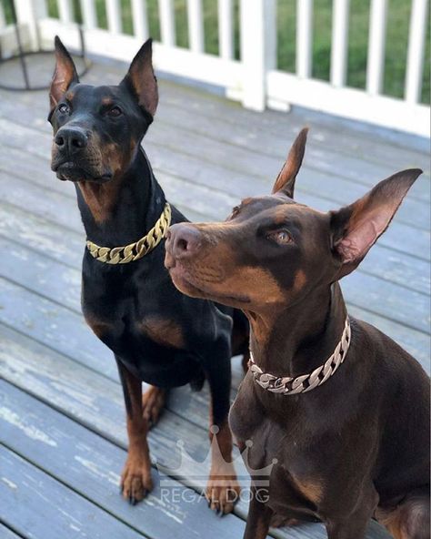 Doberman Pinscher Aesthetic, Doberman Collar, Doberman Pinscher Puppy, Amstaff Puppy, Rare Dogs, We Rate Dogs, Doberman Love, Luxury Dog Collars, Doberman Pinscher Dog