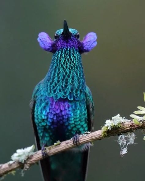 Hummingbird Nests, Hummingbirds Photography, Anna's Hummingbird, Hummingbird Tattoo, Animals Amazing, Humming Bird Feeders, Birdwatching, Hummingbirds, Bird Lovers