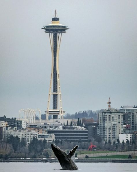 Photographer Captures Once In A Lifetime Images Of A Humpback Whale Breaching In Seattle's Puget Sound Short Hairstyles For Older Men, Humpback Whale Breaching, Puget Sound Washington, Whale Breaching, San Juan Islands, Puget Sound, Humpback Whale, Local Travel, Marine Animals