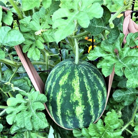 Summer’s Sweetest Treats: Grow Melons Vertically! - Square Foot Gardening Melon Trellis, Garden Spacing, Watermelon Garden, Cattle Panel Trellis, Pea Trellis, Square Foot Garden, Cattle Panels, Metal Trellis, Soil Texture