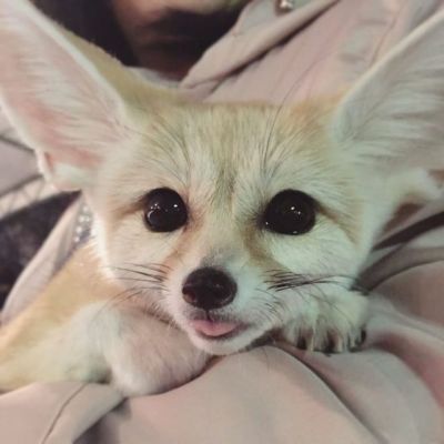 15 Interesting Facts About Fennec Foxes | PetPress Fennec Fox Pet, Fox Pictures, Fennec Fox, Pet Fox, Baby Hoodie, Pretty Animals, Silly Animals, Baby Fox, Fluffy Animals