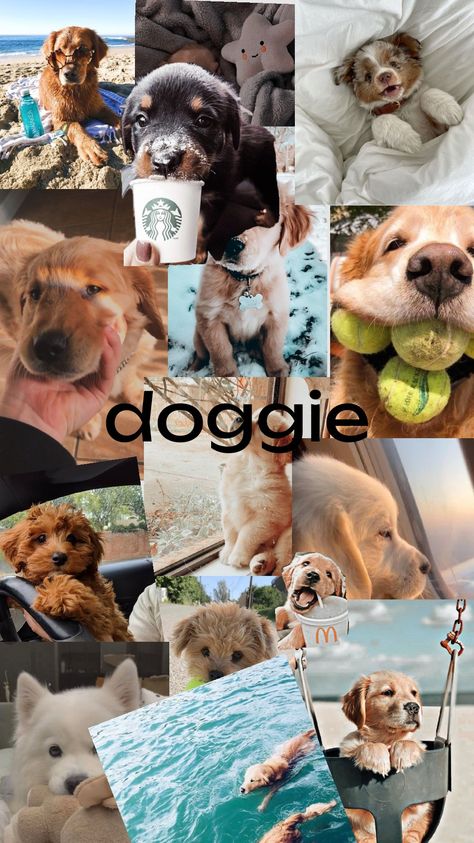 #dogs Dogs Collage Wallpaper, Puppy Collage Wallpaper, Cute Dog Collage Wallpaper, Pet Photo Collage, Dog Wallpaper For Walls, Photo Collage Wall, Dog Photos, Wall Collage, Photo Collage