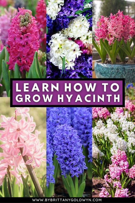 Learn how to grow hyacinth flowers including when to plant bulbs, if hyacinths come back every year, if you can plant hyacinth bulbs in containers, and more! Bulbs In Containers, When To Plant Bulbs, 2024 Planning, Hyacinth Bulbs, White Hyacinth, Plant Bulbs, Hyacinth Flowers, When To Plant, Flower Care