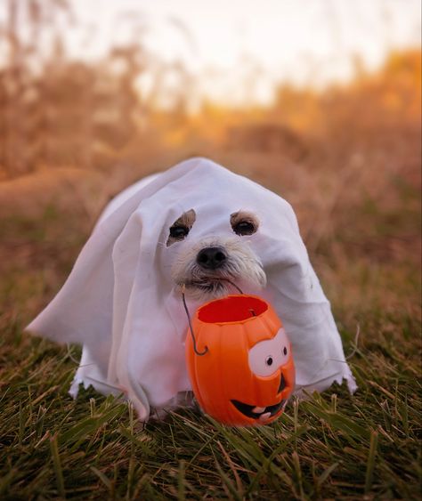 Halloween Dogs Aesthetic, Dog Halloween Party Ideas, Dog Halloween Crafts, Animals In Costumes, Autumn Dogs, Cutesy Halloween, Fall Dogs, Fall Pfp, Cute Dog Halloween Costumes