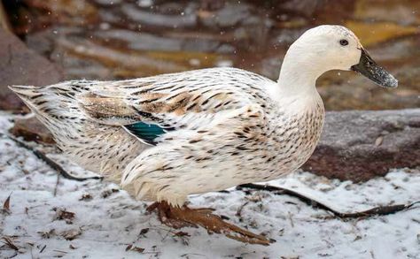 The fascinating history of Welsh Harlequin ducks - Tyrant Farms Welch Harlequin Ducks, Homestead Ducks, Cayuga Ducks, Welsh Harlequin Duck, Backyard Ducks, Duck Breeds, Duck Coop, Muscovy Duck, Raising Ducks