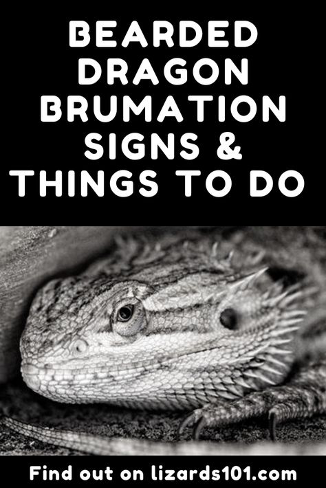 Learn about bearded dragon brumation, brumation (hibernation) signs, how to prepare your bearded dragon for brumation and how to help your bearded dragon come out of brumation. #beardeddragonbrumation #beardeddragonhibernation #beardeddragonbrumationsigns Brumation Bearded Dragon, Bearded Dragon Wings, Bearded Dragon Food List, Bearded Dragon Toys, Dragon Tattoo Outline, Dragon Terrarium, Bearded Dragon Tattoo, Dragon Food, Dragon Pet