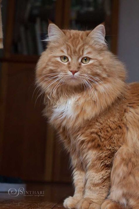 Cat Attack, Music On Spotify, Ragdoll Kitten, Ginger Cat, Gorgeous Cats, Orange Tabby Cats, Norwegian Forest Cat, Orange Cats, Red Cat