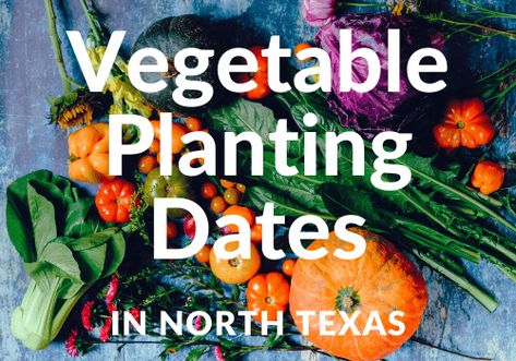 North Haven Gardens put together years of experience to bring you this guide on when to plant vegetables in Texas. Click here to check out our planting guide. Texas Gardening Vegetables, Zone 8 Planting Schedule, Texas Fall Garden, North Texas Gardening, When To Plant Lettuce, Gardening In Texas, When To Plant Garden, Planting Dates, Vegetable Planting Calendar