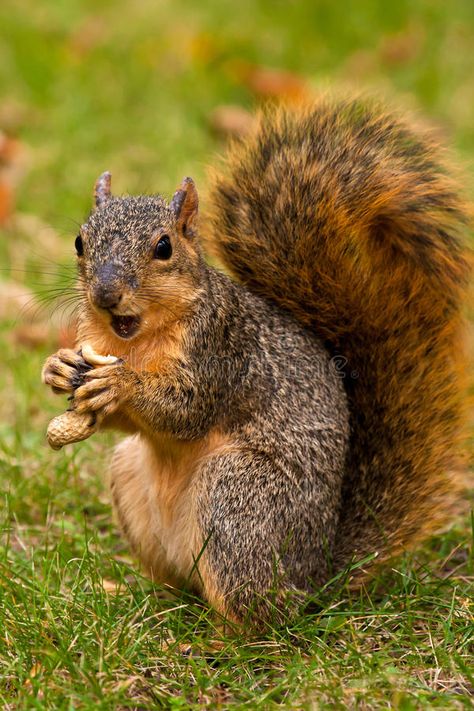 Squirrel Images, Squirrel Species, Squirrel Costume, Squirrel Eating, Fine Art America Photography, Squirrel Pictures, Squirrel Art, Nut House, Fox Squirrel