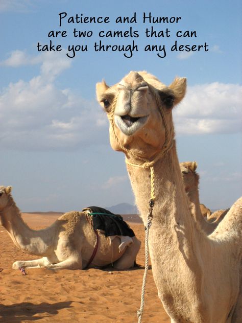 So here's a picture I took when I was in Oman on a Camel riding trip. The phrase I found in Dutch when I was looking for inspiration in a time when I was very impatient for life to show me what was going to happen. It's a light way to look at life! Camel Quote, Desert Quote, Wednesday Memes, Camel Riding, Lovely Thoughts, Desert Dreamer, Colorful Inspiration, Bosses Day, Desert Travel