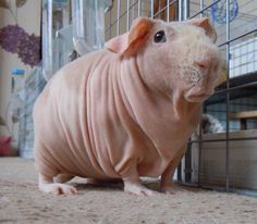 Hairless Guinea Pigs, Guinea Pigs Cute, Guinea Pig Cage Ideas, Hairless Animals, Unique Pets, Guine Pig, Guinea Pigs Funny, Pig Dress, Baby Guinea Pigs