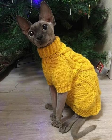 Cute Hairless Cat, Sweater Aesthetic, Sphinx Cat, Cat Sweater, Hairless Cat, Sphynx Cat, Sphynx, 영감을 주는 캐릭터, Silly Cats