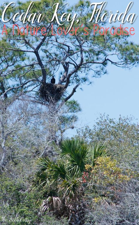 Attractions in Cedar Key, Florida {Part Two} - The Birch Cottage Cedar Key Fl, Cedar Key Florida, Dolphin Photos, Cedar Key, Florida Attractions, Florida Adventures, Family Vacation Destinations, Charter Boat, Fishing Charters