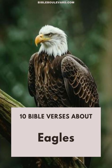 Here are 10 of the best Bible verses about eagles. Read on to learn what the Bible says about eagles. Quote From The Bible, Eagles Quotes, Divine Protection, Online Bible Study, Best Bible Verses, Bible Says, Message Of Hope, An Eagle, Bible Crafts