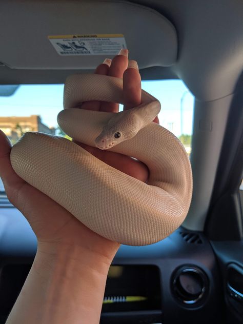 Dream Snake, Cool Snakes, Pretty Snakes, Albino Animals, Dream's Cat, Wild Animals Pictures, Cute Reptiles, Cute Snake, Pet Snake