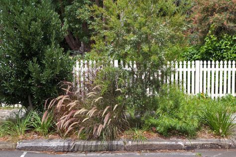 Our native verge is lush and vibrant. Verge Garden, Garden Australia, Guerrilla Gardening, Front Yard Design, Two Trees, Native Garden, Home Landscaping, Yard Design, City Garden