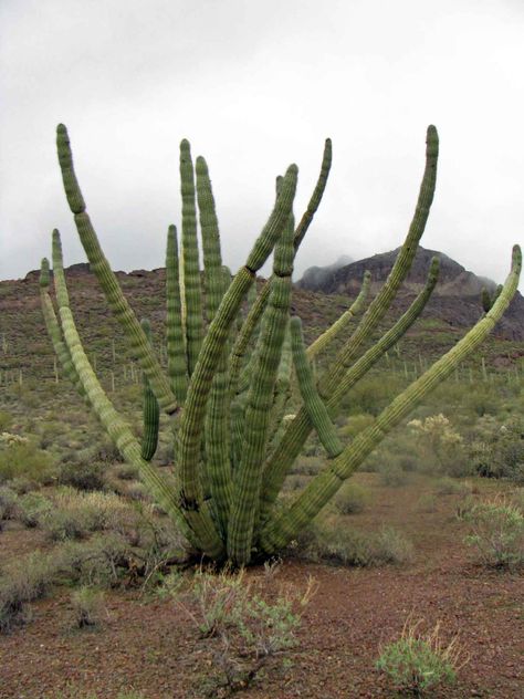 Stenocereus thurberi (organ pipe cactus). reaches an average height of between 15-20 feet. Organ Pipe Cactus, Succulent Bonsai, Average Height, Succulent Gardening, Desert Garden, Green Cactus, Unusual Plants, Agaves, Desert Plants