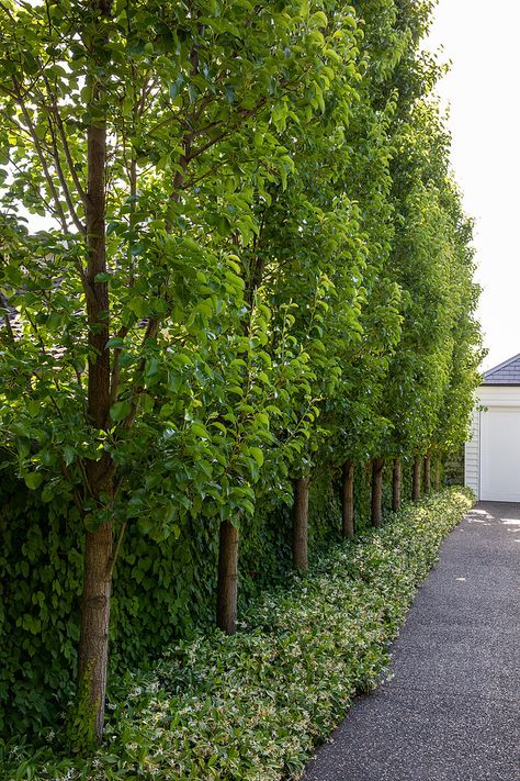 Australian Garden Design, Garden Hedges, Front Fence, Front Garden Design, Driveway Landscaping, Garden Privacy, Australian Garden, Backyard Garden Design, Garden Landscape Design