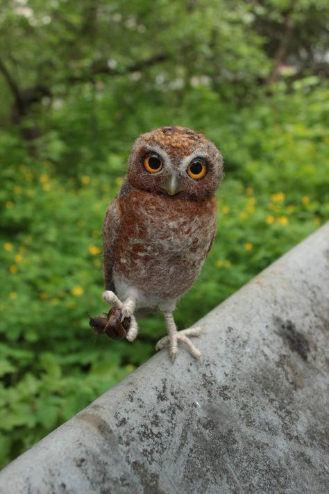 Owl Creature, Snow Owl Wings, Legend Of The Guardians: The Owls Of Ga'hoole Nyra, Spectacled Owl, Room Diys, Guardians Of Ga'hoole, Elf Owl, Strange Animals, Fantasy Dolls