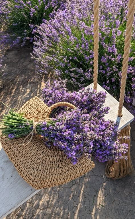 Lavender farm field violet flowers nature Lavendar Plant Aesthetic, Field Of Lavender Aesthetic, Lavender Garden Aesthetic, Lavender Farm Aesthetic, Lavender Academia, Lavender Plant Aesthetic, Lavender Flowers Aesthetic, Lavender Aesthetic Flower, Lavender Flower Aesthetic