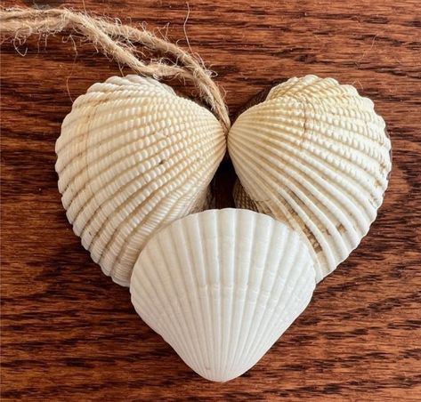 Seashell Magnets, Shell Projects, Shell Craft, Shell Crafts, Sea Shell, Sea Shells, Magnets, Shells, Gifts