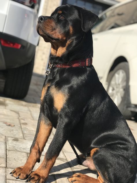 German Rottweiler 7 Months Old German Rottweiler, Rottweiler Funny, German Dog Breeds, Rottweiler Love, Rottweiler Lovers, The Punisher, Rottweiler Puppies, Rottweiler Dog, 7 Months