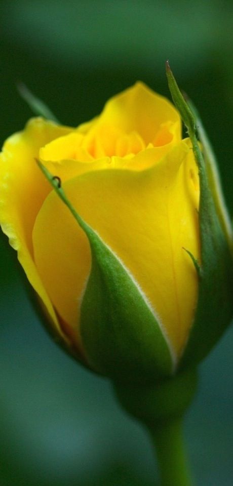 . Coming Up Roses, Mellow Yellow, Flower Beauty, Rose Garden, Beautiful Blooms, Yellow Roses, Yellow Rose, Love Flowers, Amazing Flowers