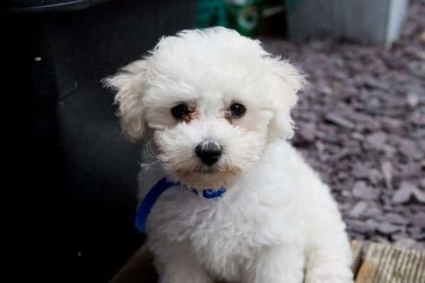 The Top 4 Bichon Frise Haircut Styles | The Dog People by Rover.com Puppy Haircut, Bichon Havanais, Cute Dogs And Cats, Dog Grooming Styles, Bichon Frise Puppy, Bichon Dog, Cute Puppy Breeds, Cute Small Dogs, Puppy Grooming